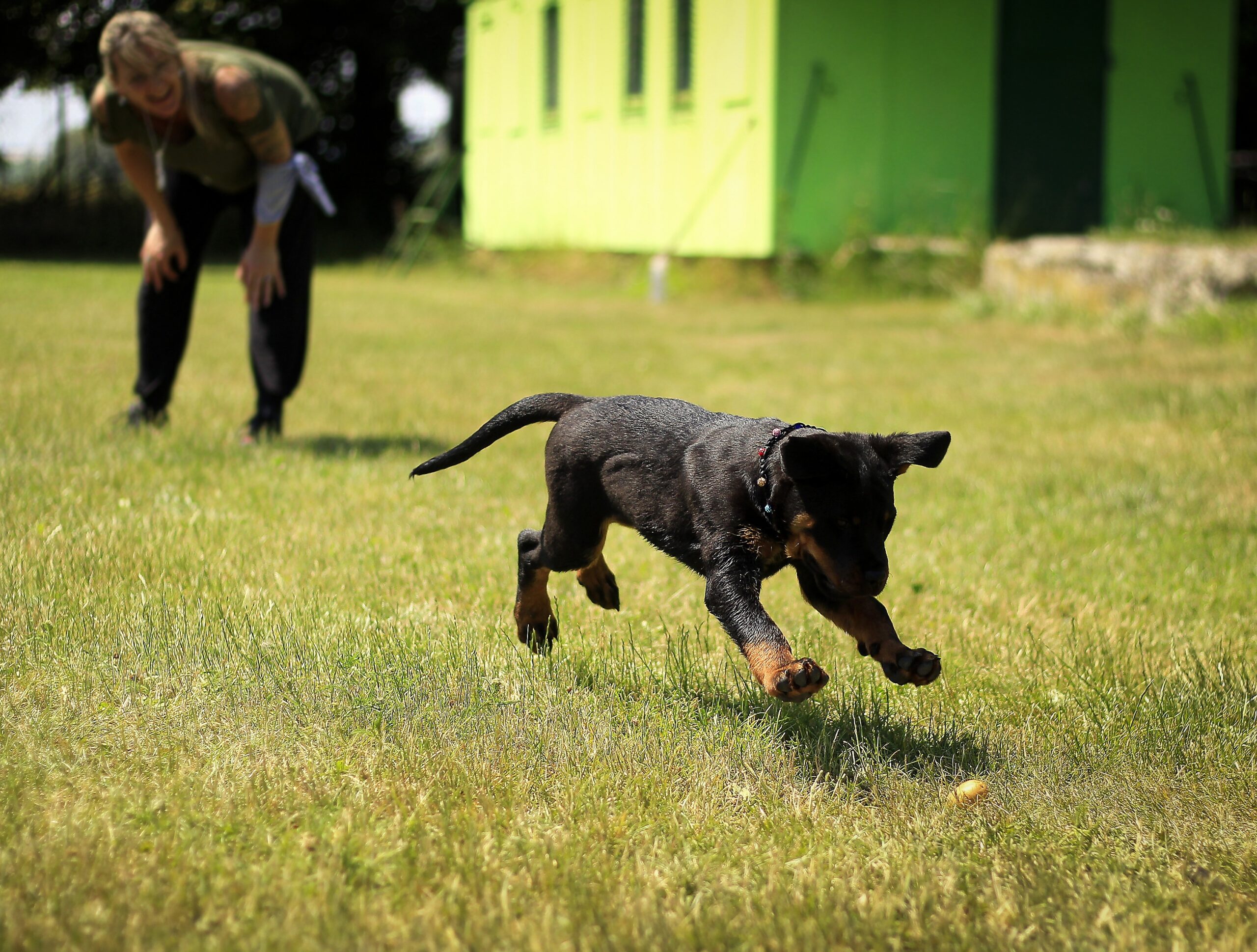 The Puppy Obedience Training Process